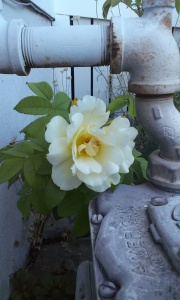 yellow rose (2)